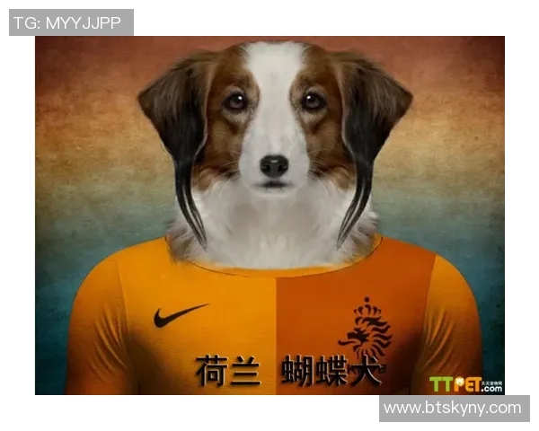 狗狗足球球星与爱犬互动瞬间 趣味对决和默契配合大公开 狗狗足球球星与爱犬互动瞬间 趣味对决和默契配合大公开